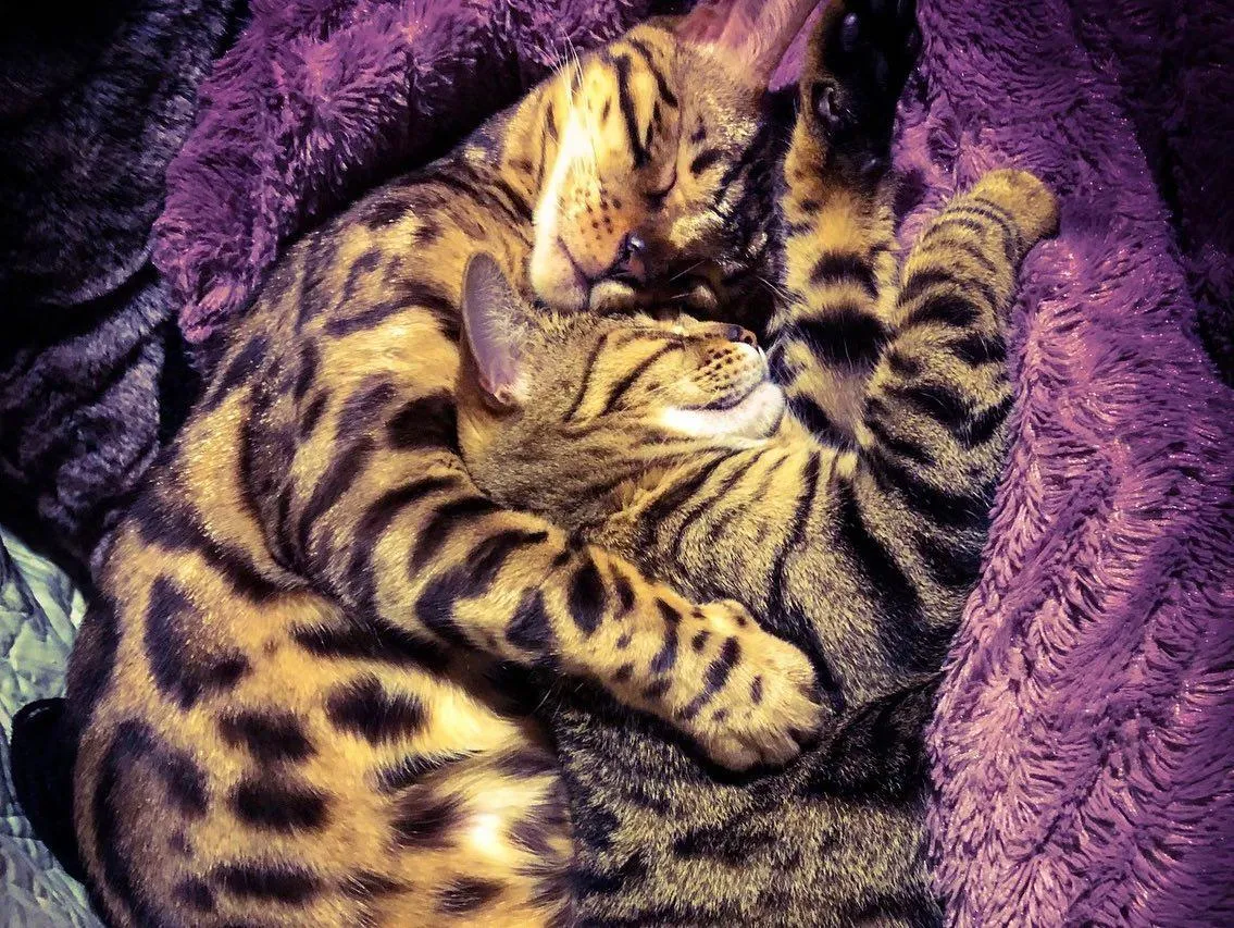 Two spotted and striped tabby cats curled up together on a purple fur blanket
